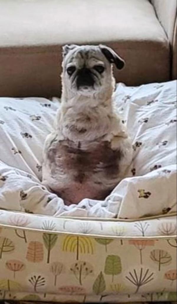 /images/uploads/pug nation rescue of los angeles/pugnation2024/entries/31286.jpg